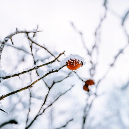 風狂 アロマキャンドル 信楽焼容器付き 木守柿 kimorigaki [送料無料] / totonowa